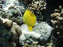 Maldives underwater